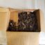 Used Box of Brown Shelf Clips